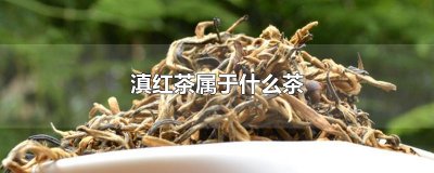 滇红茶属于什么茶