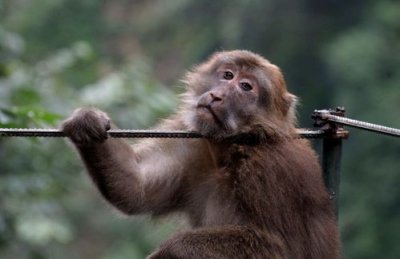 猴子最讨厌什么线(脑筋急转弯猴子最讨厌什么线)