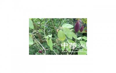 草药大全,这些神奇的植物能帮你挽回爱情