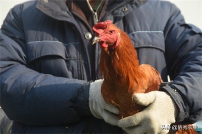 有公司找农民养鸡,提供设备包回收,还给予补贴,是馅饼还是陷阱