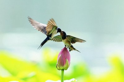 天天说典故之——社燕秋鸿