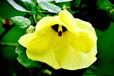 黄槿花~四季常绿,树姿优美,花多色艳。是优良的观赏树种