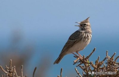 凤头百灵,百科知识,中国百灵鸟科之一