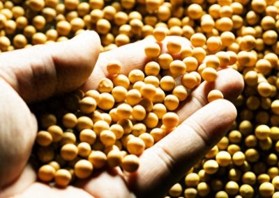 大豆之谜:我国从外进口转基因大豆的背后,究竟是谁在掌控全局