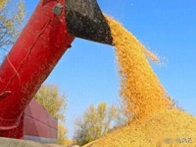 国储开收成效显著。黑龙江干、湿玉米全涨,10月31日国内玉米价格