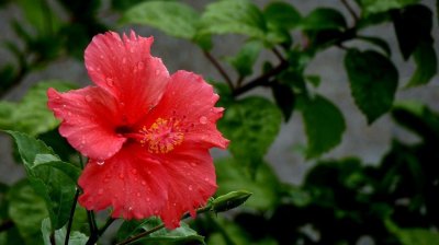 扶桑花冬天的养殖方法(分享一个小窍门让扶桑花安全过冬)