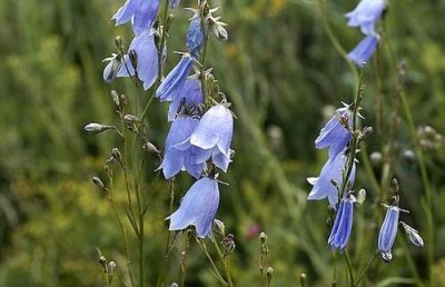 沙参图片 桔梗科沙参属植物 沙参是怎样的植物