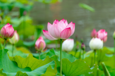 如何泡藕粉 冲泡藕粉时,十个人九个错,教你4个小技巧,藕粉黏稠香甜更好喝