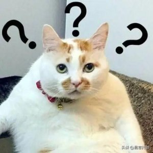 进口报关单证 进口报关单证鉴定真伪费用怎么算的