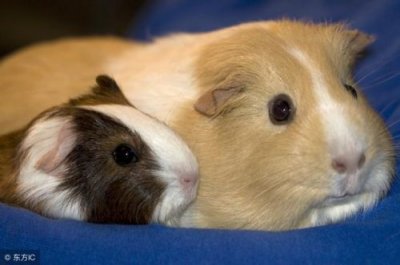 暗送秋波指什么生肖动物(暗送秋波指什么生肖?)