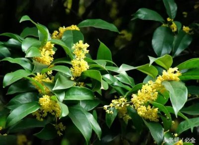 最好的园林树种(园林中的名贵树种)