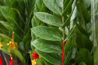 客厅养什么植物风水好