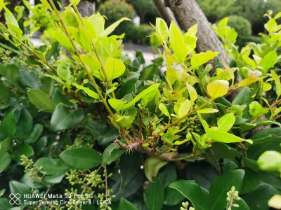 女贞子树长什么样,女贞盆景用什么土