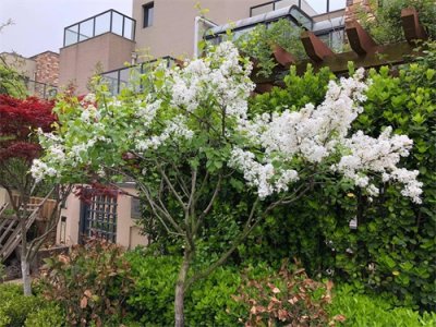 红丁香的养殖方法及注意事项