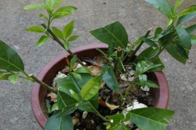 夜来香与紫茉莉区别