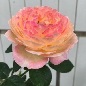 优良月季“罗曼尼·詹森”,花开多色,甚美,你值得拥有