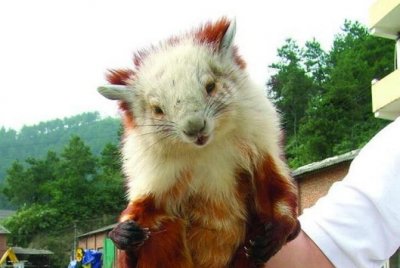 鼠科动物有哪些,鼠科有哪些动物