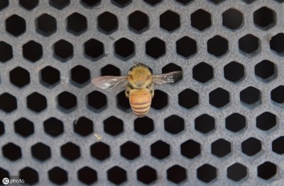 蜂王有什么特点?