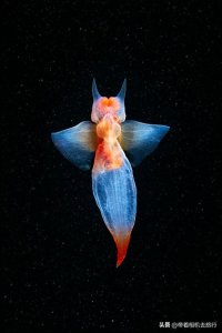 你知道“海洋天使”这种动物吗?小如扁豆,身形梦幻