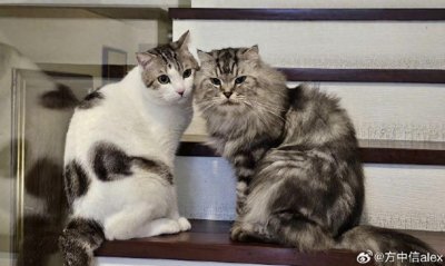 方中信4500万四层豪宅曝光,与郭可盈为邻,另有3100万豪宅给女儿