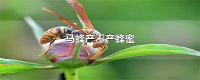 马蜂为什么不酿蜜 马蜂会不会产蜂蜜