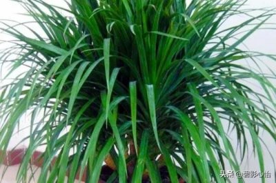 家里能养龙血树吗风水(龙血树的寓意与风水作用)