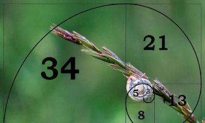 黄金比例是多少,1米的黄金比例是多少?