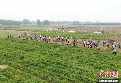 山东莒南:花生单产创世界纪录