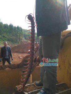 南昌一楼盘工地挖出半人高“蜈蚣精”?假的