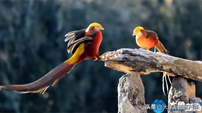 图集丨山间“凤凰”飞!红腹锦鸡身披七彩华羽翩然起舞