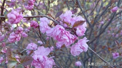 占尽杂交优势的美人梅绽放一片“梅”好