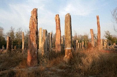 “树化玉”到底是树还是玉?