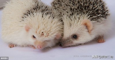 武汉全面禁止食用野生动物,除了蝙蝠,这些也在禁止范围之内