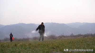 盐湖区:冬小麦返青“吐”新绿 农技专家“把脉”支招