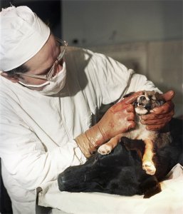 一场惊世骇俗的残酷实验:苏联15年制造20只双头狗,两个狗头和平共处,各自吃