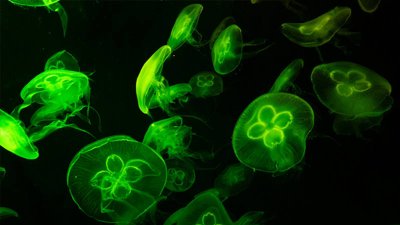 引起dna变性的主要因素 DNA变性的原因是