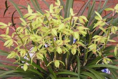 春兰和惠兰的区别