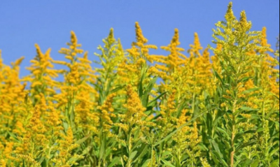 加拿大一枝黄花到底是什么,加拿大一枝黄花到底有什么危害