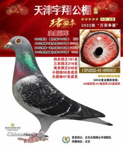 天津宇翔公棚鸽王冠军战绩亮眼