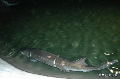 野钓客带你走近古老物种-中华鲟